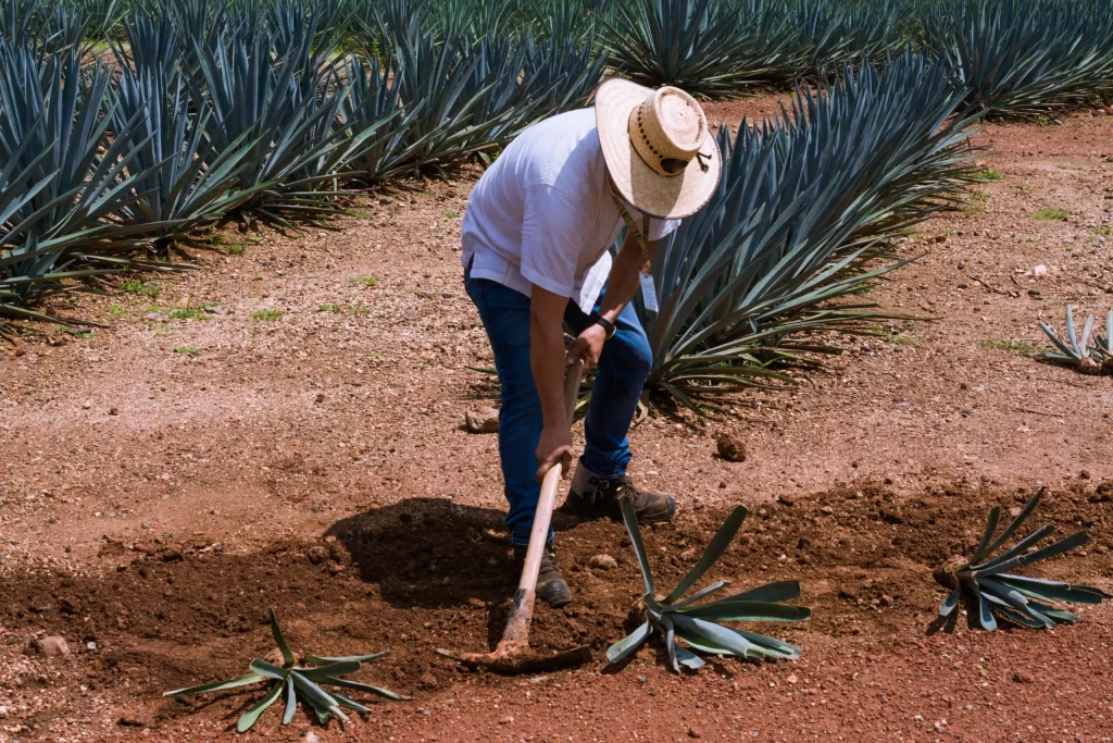 healthiest tequila to drink