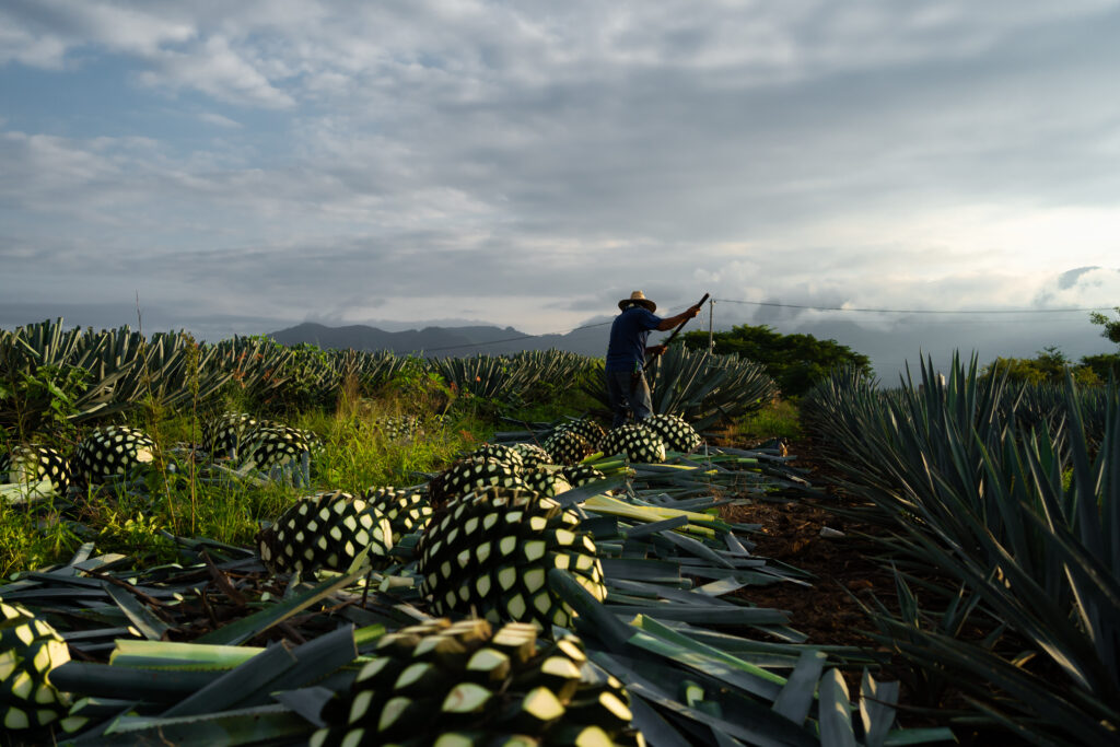 certified organic tequila brand